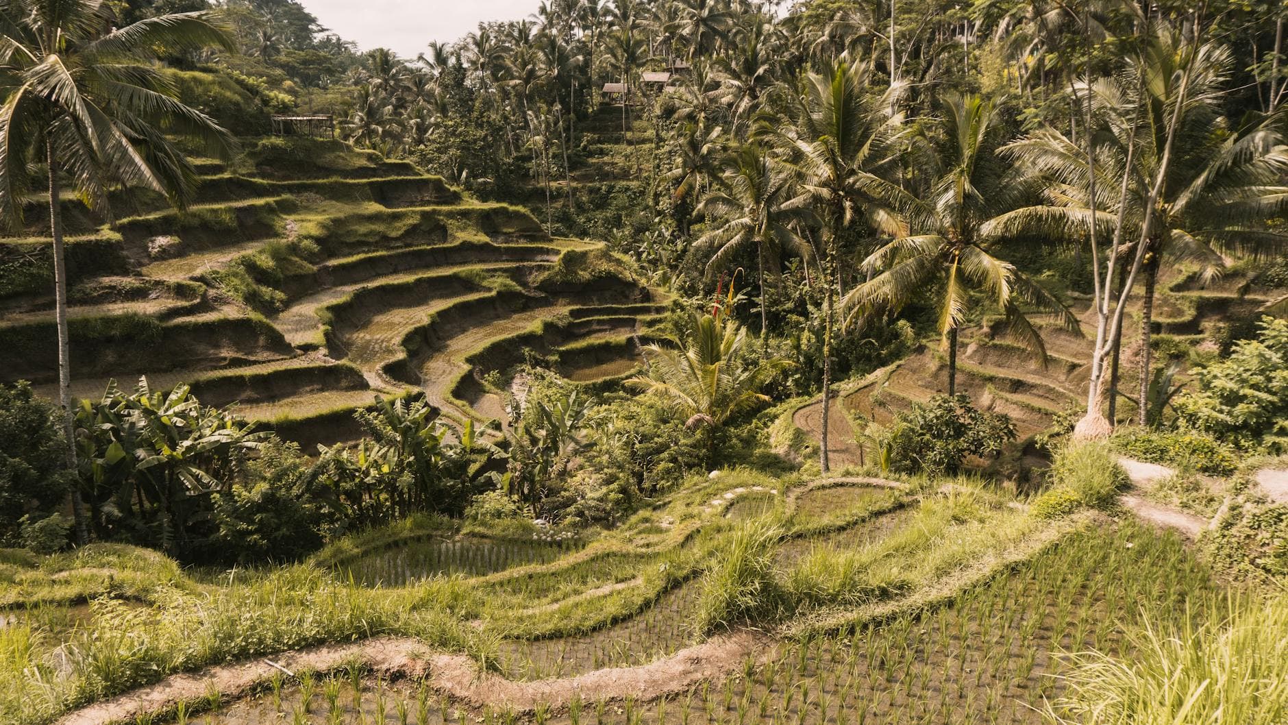 Green rice terraces at Tegalalang Rice Terrace in Bali